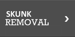 Skunk Removal