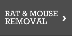 Rat & Mouse Removal