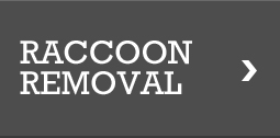 Raccoon Removal, Pest Removal San Antonio and Austin TX