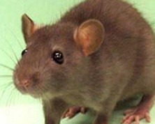 Mouse - Wildlife Removal in Salt Lake City UT